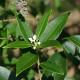 Schijnhulst - Osmanthus x burkwoodii