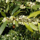 Schijnhulst - Osmanthus x burkwoodii