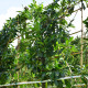 Prunus Novita - Laurierkers novita leivorm