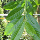 Prunus Novita - Laurierkers novita leivorm