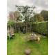 Prunus Novita - Laurierkers novita leivorm