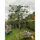 Prunus Novita - Laurierkers novita leivorm