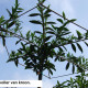 Prunus novita - dakvorm laurier