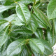 Prunus novita - dakvorm laurier