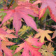 Dak Amberboom - Liquidambar styr. worplesdon dakvorm