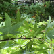 Dak Amberboom - Liquidambar styr. worplesdon dakvorm