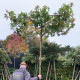 Dak Amberboom - Liquidambar styr. worplesdon dakvorm