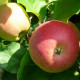 Malus jonagold (ecoletta) Leivorm