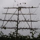 Malus jonagold (ecoletta) Leivorm