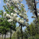 Sierpeer leivorm - Pyrus Cal. 'Chanticleer'