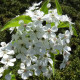 Sierpeer leivorm - Pyrus Cal. 'Chanticleer'
