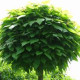 Bol Catalpa / Trompetboom - Catalpa bignoides 'Nana' 