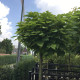 Bol Catalpa / Trompetboom - Catalpa bignoides 'Nana' 