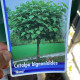 Bol Catalpa / Trompetboom - Catalpa bignoides 'Nana' 