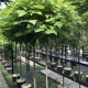 Bol Catalpa / Trompetboom - Catalpa bignoides 'Nana' 