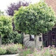 Grootbladige Bolesdoorn - Acer Platanoides 'Globosum'