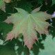 Grootbladige Bolesdoorn - Acer Platanoides 'Globosum'