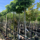 Grootbladige Bolesdoorn - Acer Platanoides 'Globosum'