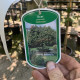 Grootbladige Bolesdoorn - Acer Platanoides 'Globosum'