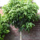 Bol Amberboom - Liquidambar Styr. 'Gumm bal'