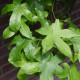 Bol Amberboom - Liquidambar Styr. 'Gumm bal'