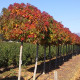 Bol Amberboom - Liquidambar Styr. 'Gumm bal'