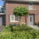 Bol Amberboom - Liquidambar Styr. 'Gumm bal'