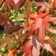 Bol Amberboom - Liquidambar Styr. 'Gumm bal'