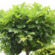 Bol eik - Quercus Palustris 'Green Dwarf'