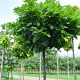 Bol eik - Quercus Palustris 'Green Dwarf'