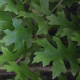 Bol eik - Quercus Palustris 'Green Dwarf'