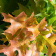 Bol eik - Quercus Palustris 'Green Dwarf'