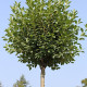 Sierkers bolvorm - Prunus fruticosa 'Globosa'