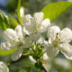 Sierkers bolvorm - Prunus fruticosa 'Globosa'