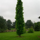 Zuilvorm Amberboom - Liquidambar Slender siluet