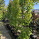 Zuilvorm Amberboom - Liquidambar Slender siluet