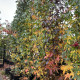 Zuilvorm Amberboom - Liquidambar Slender siluet