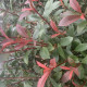 Bol Glansmispel - Bol Photinia Fras. red Robin 
