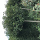 Bol Portugese laurier - Prunus lusitanica 'Angustifolia'