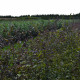 Rode beuk - Fagus sylv. Purperea