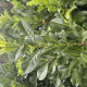 Prunus Novita - Laurierkers 