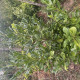 Prunus Novita - Laurierkers 