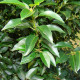 Portugese laurier - Prunus lusitanica ‘Angustifolia’ 