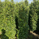 Portugese laurier - Prunus lusitanica ‘Angustifolia’ 