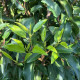 Portugese laurier - Prunus lusitanica ‘Angustifolia’ 