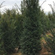 Taxus baccata - Haag taxus