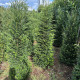 Taxus baccata - Haag taxus