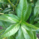 Laurier - Prunus Laur. Novita Hoogstam