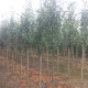 Laurier - Prunus Laur. Novita Hoogstam