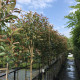 Lei Glansmispel - Photinia red robin